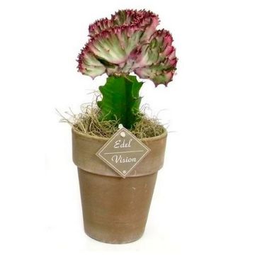 Crested Cactus in Decorative Stone Pot