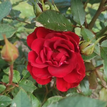 Rose 'Crimson Sweet Dreams' - Patio Rose