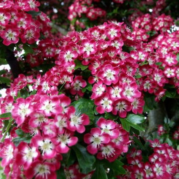 Crataegus x media 'Crimson Cloud' - Flowering Hawthorn Tree