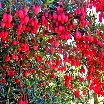 Chilean Lantern Tree - Crinodendron hookerianum