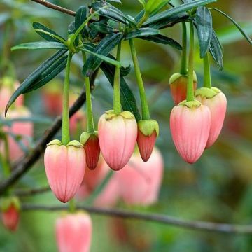 Crinodendron hookerianum Ada Hoffman - Pink Chilean Lantern Tree
