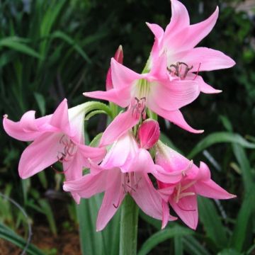 Crinum powellii rosea