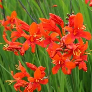 Crocosmia Emberglow - Montbretia