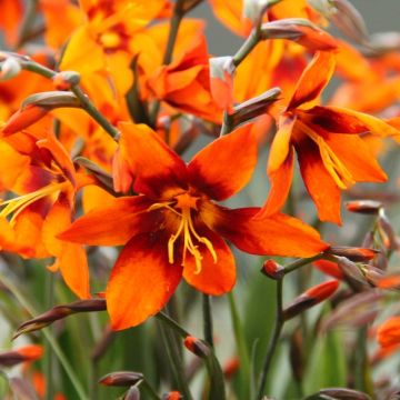 Crocosmia Emily McKenzie