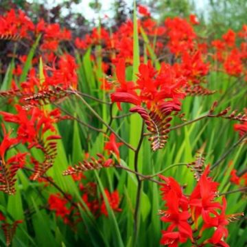 Crocosmia 'Lucifer' - Blood Red Montbretia - Pack of 10