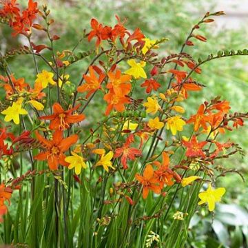 BULK PACK - Crocosmia 'Molten Lava' - Mixed shades of Montbretia - Pack of TEN Plants