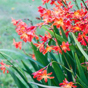 Crocosmia Carmine Brilliant