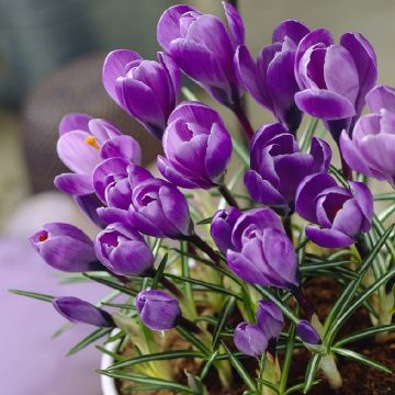 Crocus Grand Maitre - 20 Bulbs