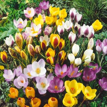 Crocus species mixed - Pack of 60