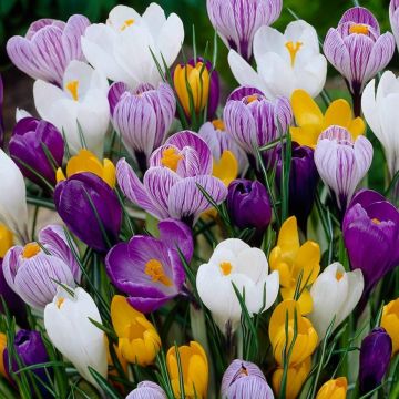 Crocus vernus Large Flowered Mix- Pack of 40