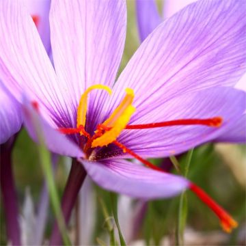 Saffron Crocus - Autumn Flowering Crocus sativus - Pack of 10 Bulbs