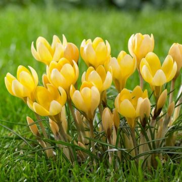 Crocus Romance - In Bud & Bloom