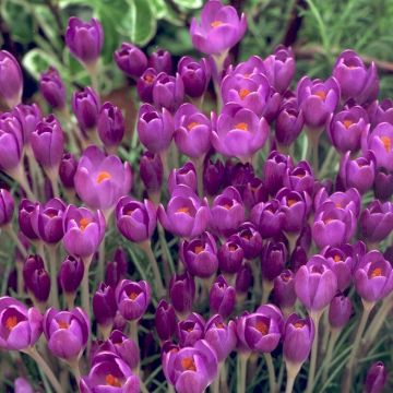 Crocus etruscus Zwanenburg - Pack of 10