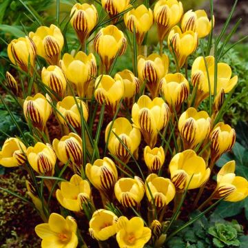 SPECIAL DEAL - Crocus Specie Gipsy Girl - Pack of 12 Bulbs