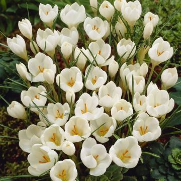 Crocus Specie Miss Vain - Pack of 12 Bulbs