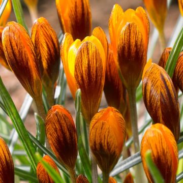 Crocus Orange Monarch - Pack of 20 Bulbs