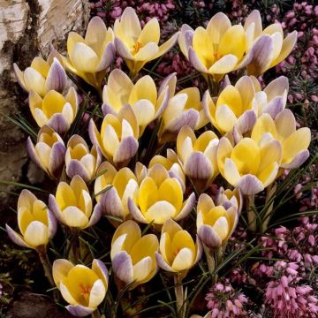 Crocus Specie Advance - Pack of 12 Bulbs