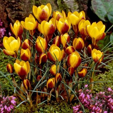 SPECIAL DEAL - Crocus Specie Fuscotinctus - Pack of 12 Bulbs