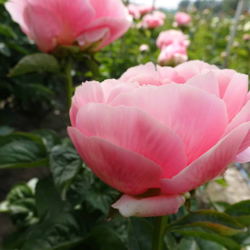 Paeonia lactiflora - Peony - Salom Chifon