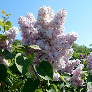 Syringa vulgaris 'Michel Buchner' - Lilac
