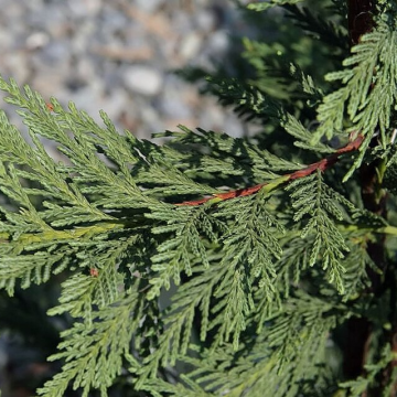Evergreen Leyland Cypress Tree - Cuprocyparis leylandii - circa 100cm