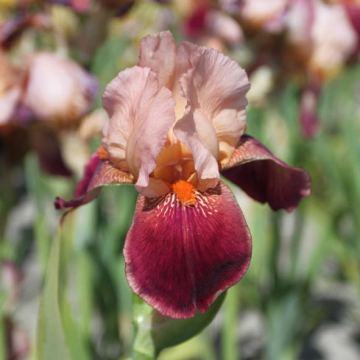 Iris 'Cimmaron Strip'