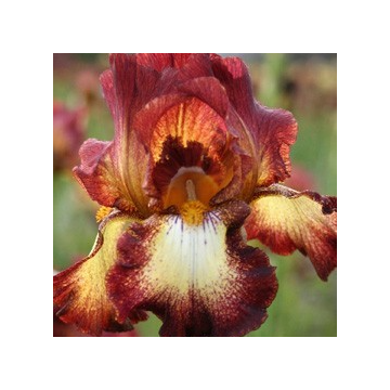 Iris 'Rimfire'