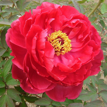 Tree Peony - Paeonia suffruticosa Crimson
