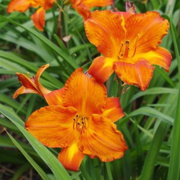 Hemerocallis 'My Reggae Tiger'