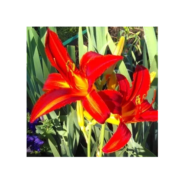 Hemerocallis 'Jolly Hearts'