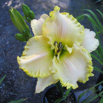 Hemerocallis 'Villa Vanilla'