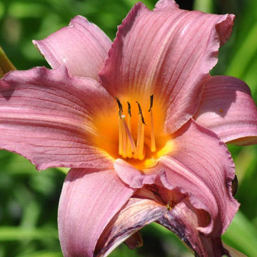Hemerocallis 'Sweet Sugar Candy'