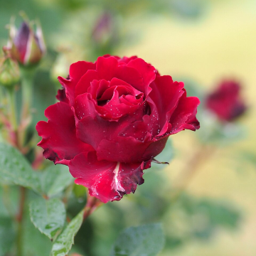 Rose 'Hommage A Barbara'