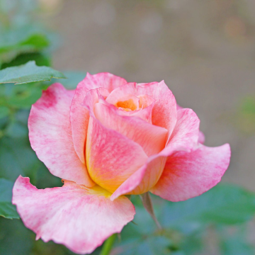 Rose 'Pure Poetry' - Hybrid Tea Rose