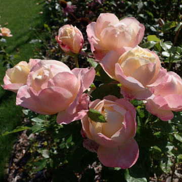 Rose 'Isabella'