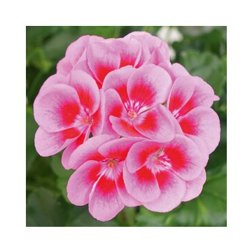 Geranium Marcada Pink with Purple Eye