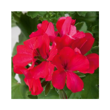Geranium Marcada Magenta