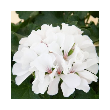 Geranium Marcada White