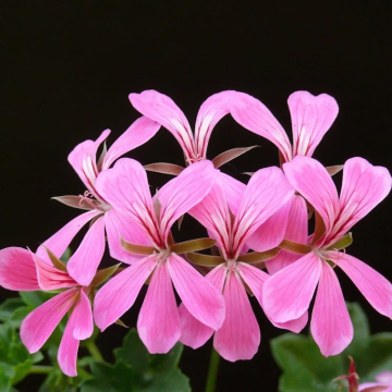 Geranium Trailing Ivy Leaf - Balcony Lilac