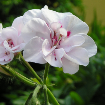 Geranium Trailing Ivy Leaf - Double White