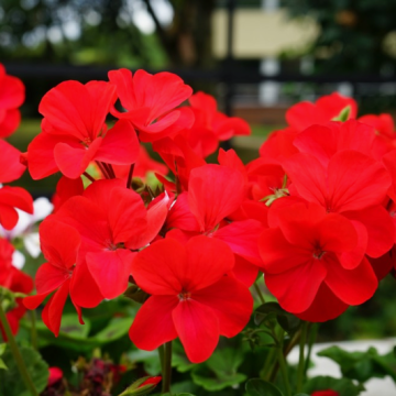Geranium Semi-Double Dark Red Gisela