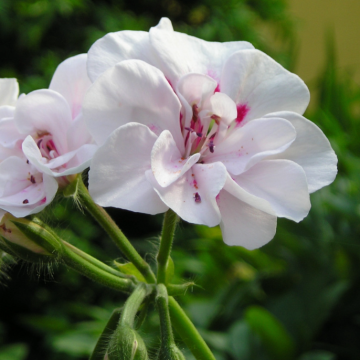 Geranium 'Primo Lona' - White Ivy Leaf