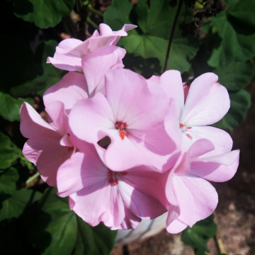 Geranium Light Pink 'Dolce Vita Anne'