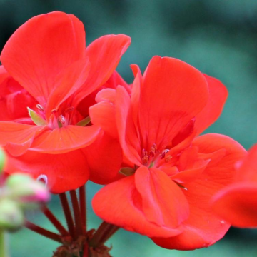 Geranium Red 'Anthony'