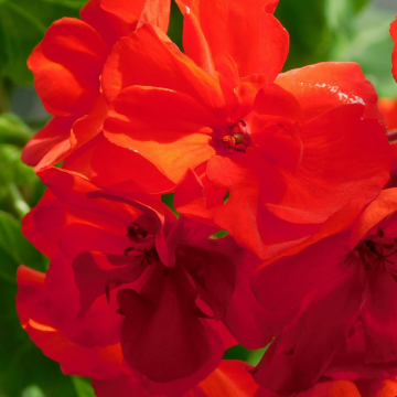 Geranium Red 'Victor'