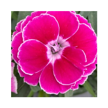 Dianthus caryophyllus 'Aura'