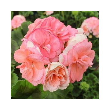 Geranium Rosebud Astrid