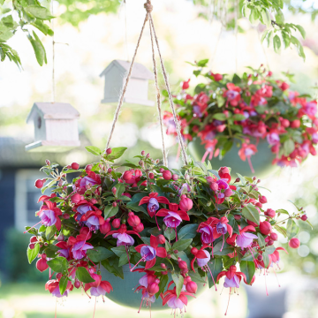 Fuchsia Red & Pink 'Bella Lydia'