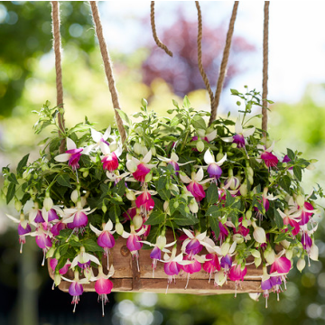 Fuchsia White & Blue 'Bella Nora'