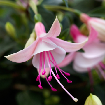 Fuchsia White & Pale Pink 'Bella Sophia'